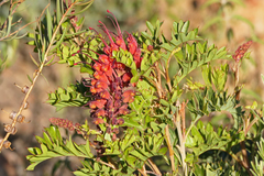 Grevillea bipinnatifida