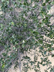 Ceanothus verrucosus