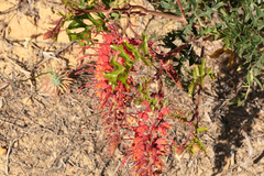 Grevillea bipinnatifida