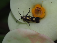 Eretmocera impactella