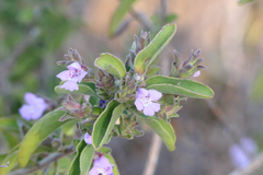 Hemigenia sericea