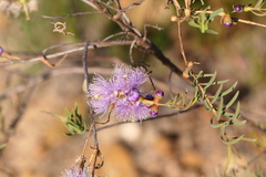 Melaleuca radula