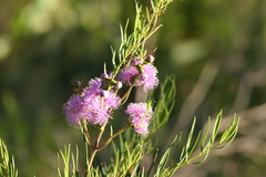 Melaleuca radula