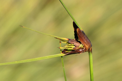 Mesomelaena tetragona