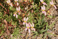 Stylidium recurvum