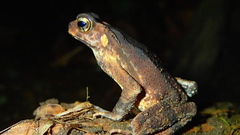 Ingerophrynus celebensis