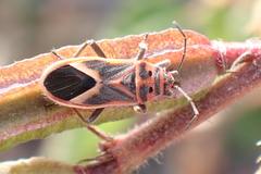 Graptostethus servus