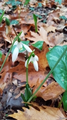 Galanthus reginae-olgae