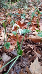 Galanthus reginae-olgae