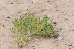 Lepidium strictum