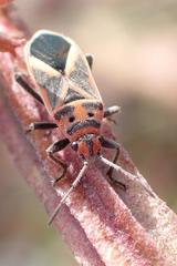 Graptostethus servus