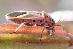 Graptostethus servus