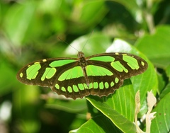 Philaethria wernickei