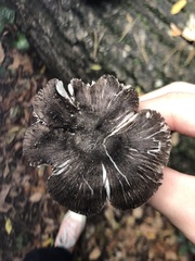Pluteus ephebeus