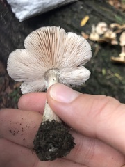 Pluteus ephebeus