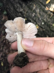 Pluteus ephebeus
