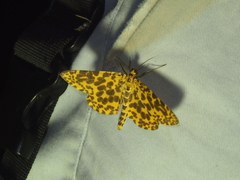 Epobeidia tigrata tigrata