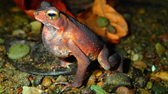 Ingerophrynus celebensis