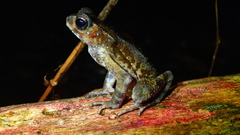 Ingerophrynus celebensis