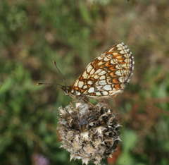 Melitaea britomartis