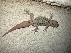 Hemidactylus turcicus