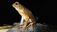 Ingerophrynus celebensis