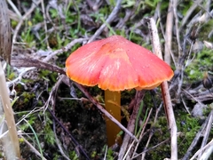 Hygrocybe conicoides