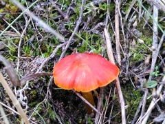 Hygrocybe conicoides
