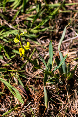 Argyrolobium baptisioides