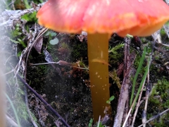 Hygrocybe conicoides