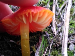 Hygrocybe conicoides