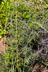 Asparagus microraphis