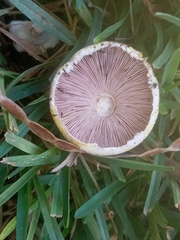 Agaricineae