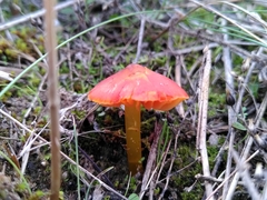 Hygrocybe conicoides