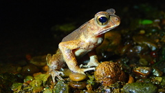 Ingerophrynus celebensis