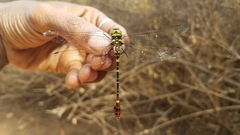 Phyllomacromia trifasciata