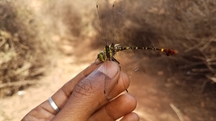 Phyllomacromia trifasciata