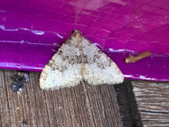 Nebula ibericata