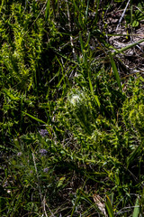 Berkheya echinacea echinacea