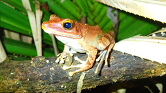 Polypedates iskandari