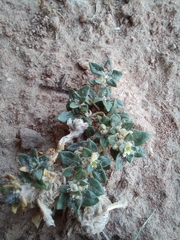 Guilleminea