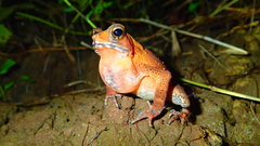 Ingerophrynus celebensis