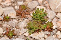 Petrosedum sediforme