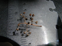 Eucalyptus raveretiana