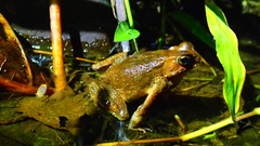 Ingerophrynus celebensis