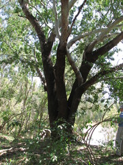 Eucalyptus raveretiana