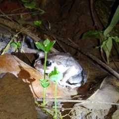 Leptobrachium hasseltii