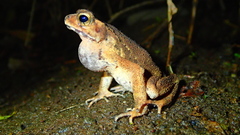 Ingerophrynus celebensis