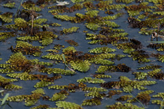Salvinia cucullata