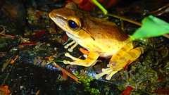 Polypedates iskandari